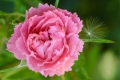 Pink Grootendorst